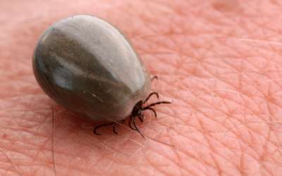 Understanding Tick-Borne Diseases in Texas: Lyme Disease and Beyond