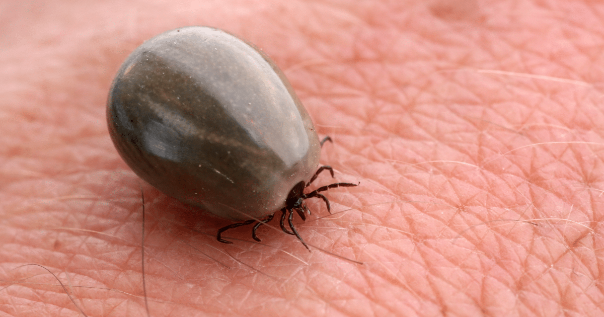 close up image of a deer tick resting on human skin