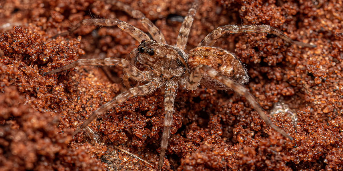 Close up image of a wolf spider. Wolf Spiders blog