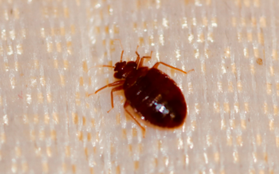 Bed Bugs: The Sneaky Pests You Didn’t See Coming