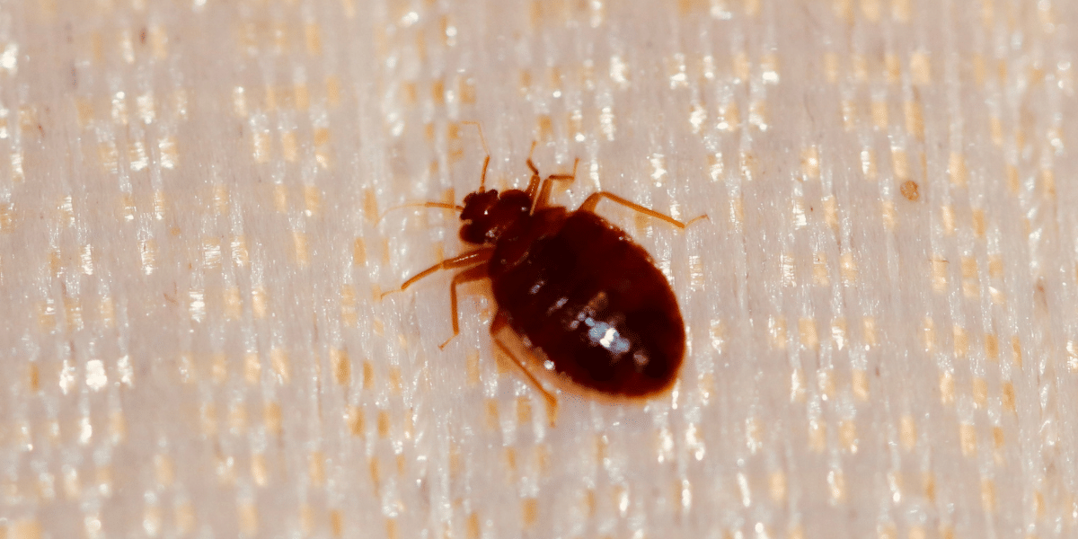 Close up image of a bed bug on a mattress