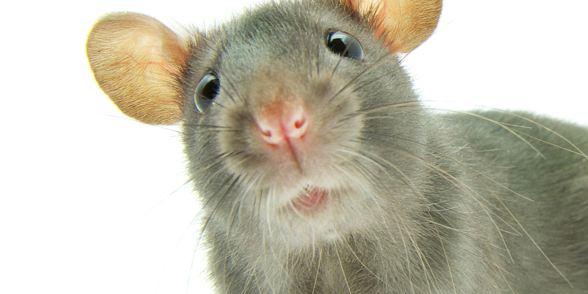 Up close image of a rat with a white background.. Rats Blog