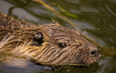Exploring Texas’ Big Rodents–A Glimpse at the Furry Inhabitants