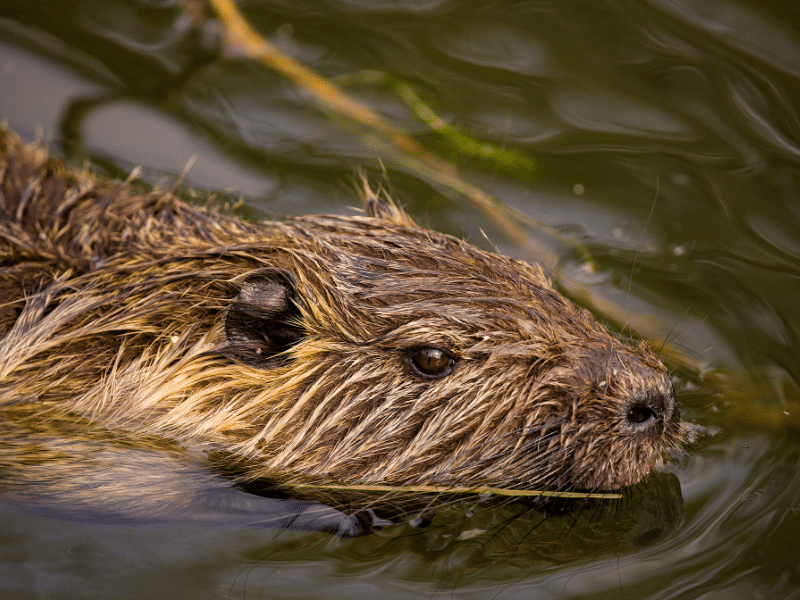 Nutria swimming in a large body of water. Big rodents blog